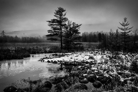Wetlands | Berkshires, MA